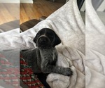 Puppy Tiny Tim German Shorthaired Pointer