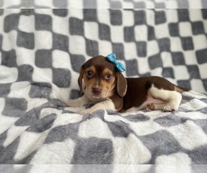 Beagle Puppy for sale in LAKELAND, FL, USA