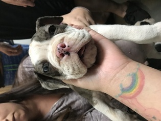 English Bulldog Puppy for sale in GILROY, CA, USA