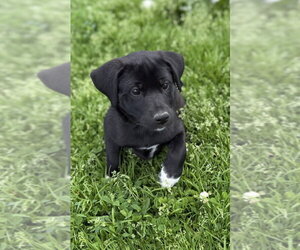 Labrador Retriever-Unknown Mix Dogs for adoption in Aurora, IN, USA
