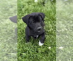 Small Labrador Retriever Mix