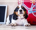 Puppy Barb Australian Cattle Dog-Basset Hound Mix