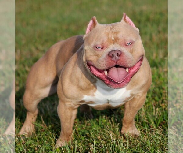 Medium Photo #1 American Bully Puppy For Sale in CHESTER, PA, USA