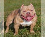 Small Photo #1 American Bully Puppy For Sale in CHESTER, PA, USA
