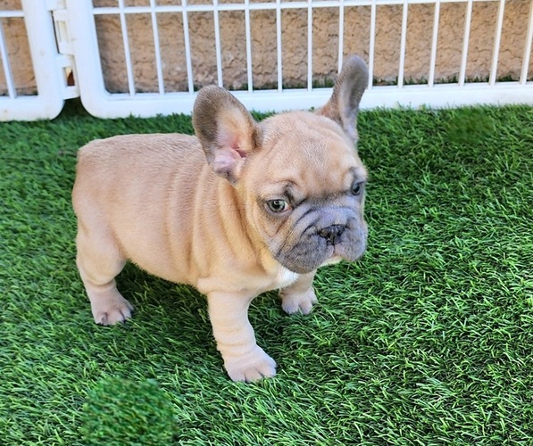 Medium Photo #3 French Bulldog Puppy For Sale in LAS VEGAS, NV, USA