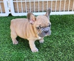 Small #2 French Bulldog