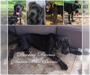 Father of the Great Dane puppies born on 08/14/2019