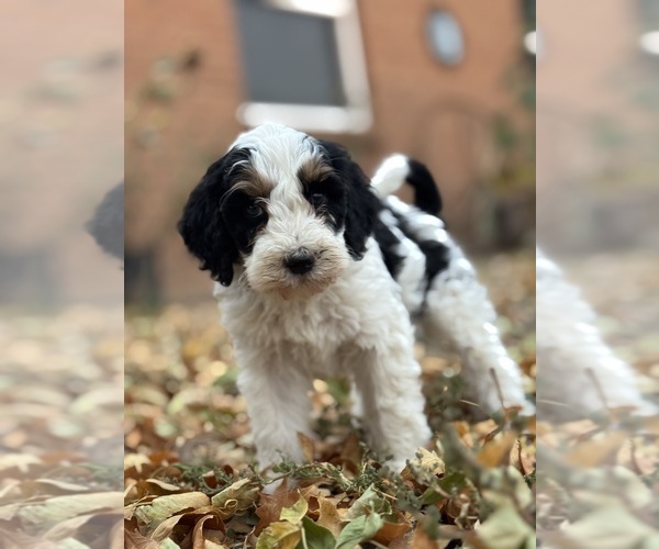 Medium Photo #4 Bernedoodle (Miniature) Puppy For Sale in LONGMONT, CO, USA