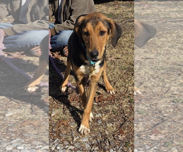 Medium Photo #3 German Shepherd Dog-Unknown Mix Puppy For Sale in Rustburg, VA, USA