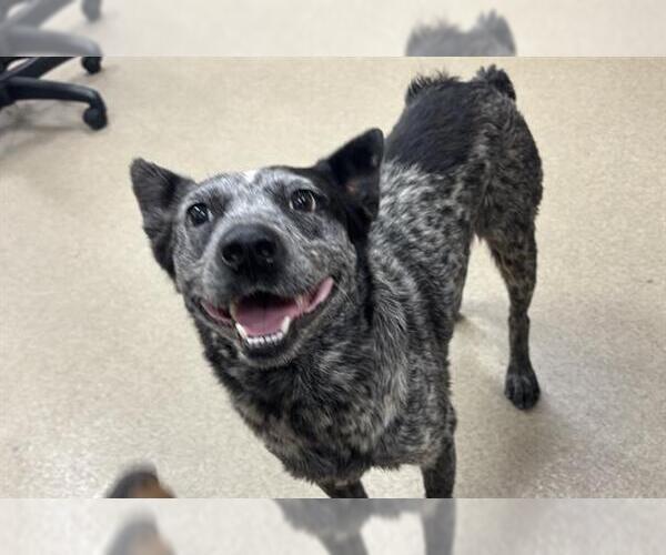 Medium Photo #1 Mutt Puppy For Sale in Grand Prairie, TX, USA