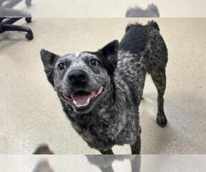 Mutt Dogs for adoption in Grand Prairie, TX, USA