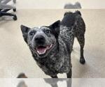 Small Mutt