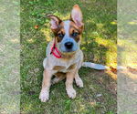 Small #2 Mutt