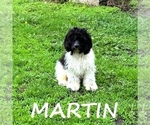 Small #2 Cockapoo