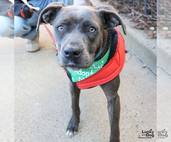 Medium Photo #2 Labrador Retriever-Unknown Mix Puppy For Sale in Washington, DC, USA