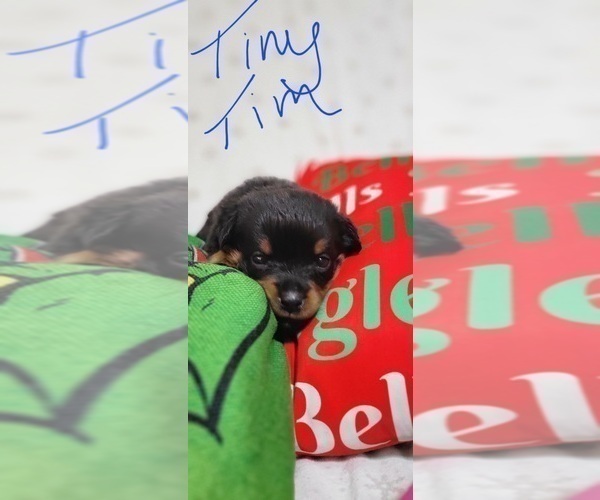 Medium Photo #8 Rottweiler Puppy For Sale in GENEVA, NY, USA