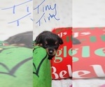 Small #7 Rottweiler