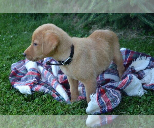 Medium Photo #1 Labrador Retriever Puppy For Sale in GREENWOOD, WI, USA