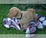 Puppy Copper Labrador Retriever