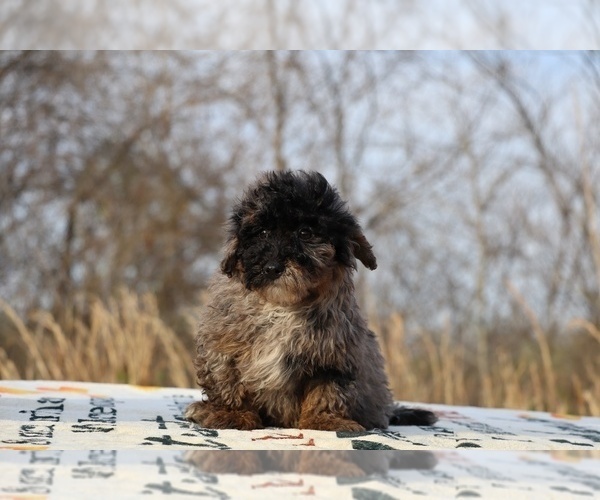 Medium Photo #48 ShihPoo Puppy For Sale in DYERSBURG, TN, USA