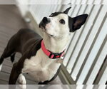 Small #2 American Staffordshire Terrier