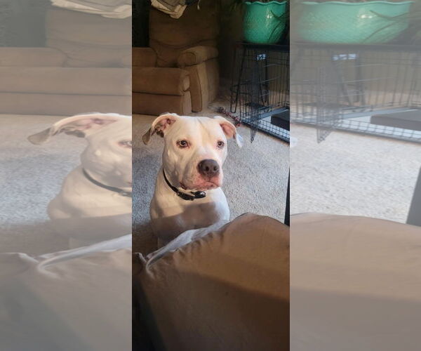 Medium Photo #19 American Pit Bull Terrier-Unknown Mix Puppy For Sale in Germantown, OH, USA