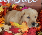 Small Photo #8 Labrador Retriever Puppy For Sale in MOUNT AIRY, NC, USA