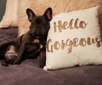 Small Photo #1 French Bulldog Puppy For Sale in BLUE SPRINGS, MO, USA
