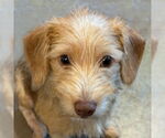 Small #7 Mutt