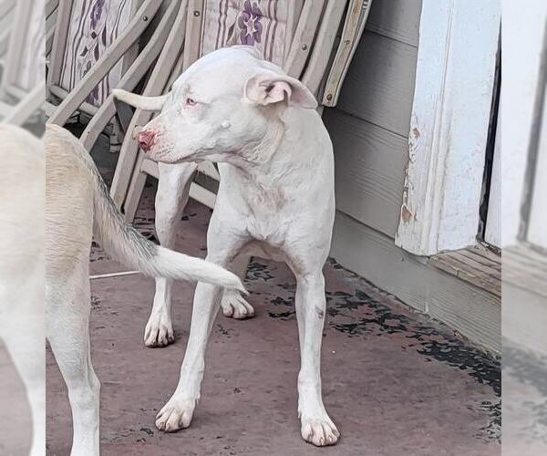 Medium Photo #1 American Staffordshire Terrier-Unknown Mix Puppy For Sale in San Antonio, TX, USA