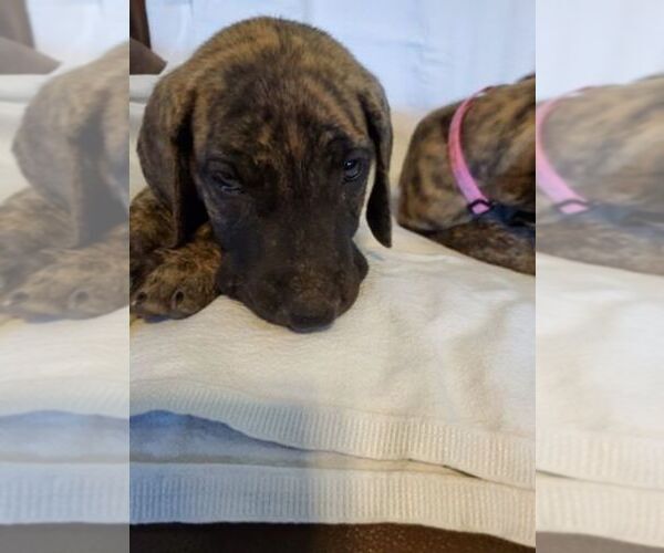 Medium Photo #4 Great Dane Puppy For Sale in WEATHERFORD, TX, USA