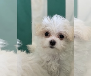 Maltese Puppy for Sale in NEWPORT BEACH, California USA