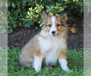 Shetland Sheepdog Puppy for sale in LEBANON, PA, USA