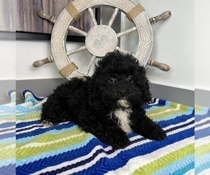 Bernedoodle (Miniature) Puppy for sale in FRANKLIN, IN, USA