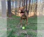 Small #8 American Staffordshire Terrier Mix