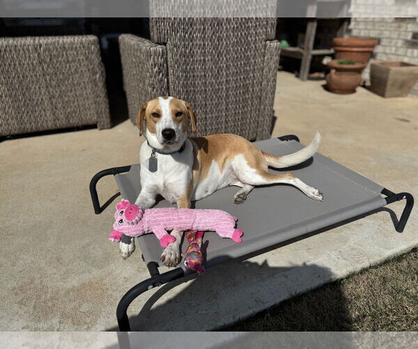 Medium Photo #3 American Foxhound-Unknown Mix Puppy For Sale in Rosenberg, TX, USA