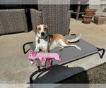Small #2 American Foxhound Mix