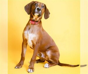Redbone Coonhound-Unknown Mix Dogs for adoption in McKinney, TX, USA