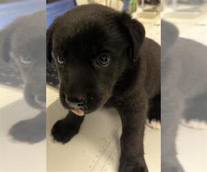 Labrador Retriever Dogs for adoption in Rosenberg, TX, USA