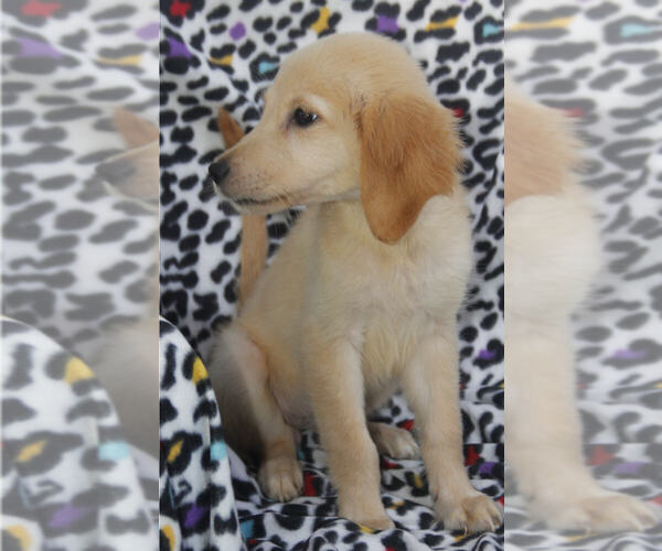 Medium Photo #9 Golden Retriever Puppy For Sale in STATEN ISLAND, NY, USA