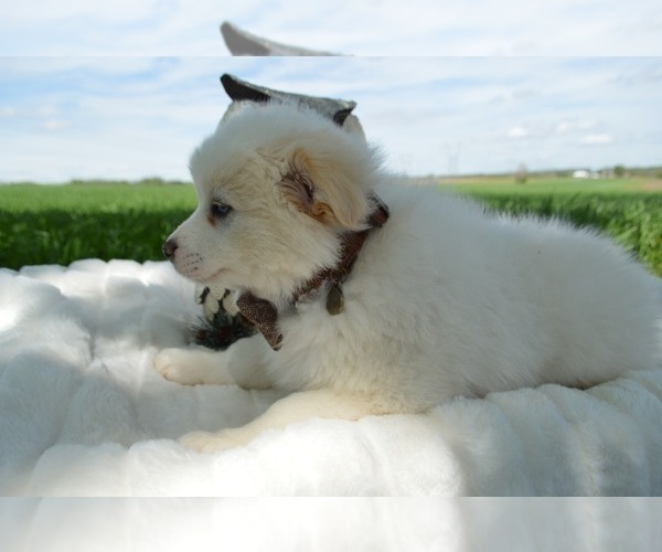 Medium Photo #5 Pomsky Puppy For Sale in HONEY BROOK, PA, USA
