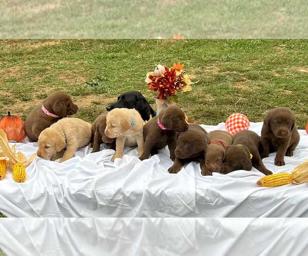 Medium Photo #2 Labrador Retriever Puppy For Sale in BIDWELL, OH, USA