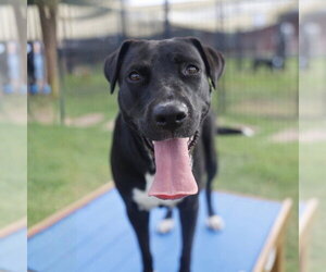 Labrador Retriever-Unknown Mix Dogs for adoption in San Antonio, TX, USA