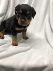 Rottweiler Puppy for sale in TRAVERSE CITY, MI, USA