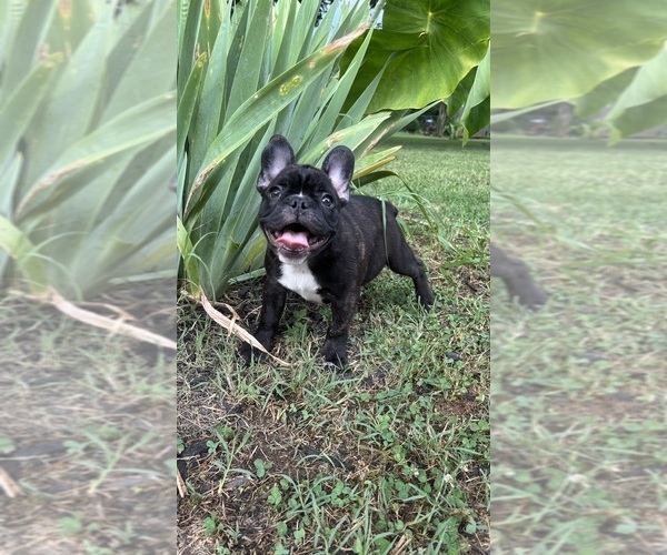 Medium Photo #5 French Bulldog Puppy For Sale in HARRISBURG, NC, USA