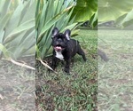 Small #4 French Bulldog