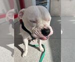 Small #6 Bullypit