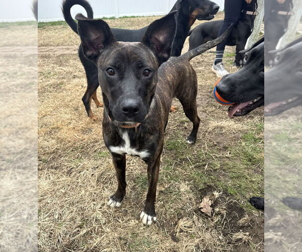 Medium Photo #3 Mutt Puppy For Sale in Evansville, IN, USA