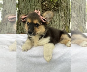 Pembroke Welsh Corgi Puppy for sale in HONEY BROOK, PA, USA