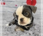 Small Photo #2 English Bulldog-Shih Tzu Mix Puppy For Sale in QUAPAW, OK, USA